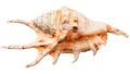 Sea shell isolated Royalty Free Stock Photo