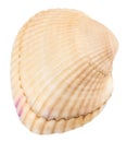 Sea Shell isolated on White Background. Close up Royalty Free Stock Photo