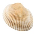 Sea Shell isolated on White Background. Close up Royalty Free Stock Photo