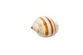 Sea shell isolated on white background. Close up seashell top view Royalty Free Stock Photo