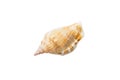 Sea shell isolated on white background. Close up seashell top view Royalty Free Stock Photo