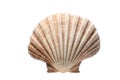 Sea shell isolated on white background with copy space for your text Royalty Free Stock Photo