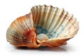 sea shell isolated on white background. Generated by AI Royalty Free Stock Photo