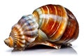 sea shell isolated on white background. Generated by AI Royalty Free Stock Photo