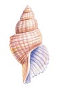 Sea shell on isolated white background, summer shell watercolor illustration Royalty Free Stock Photo