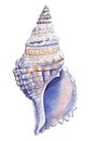 Sea shell on isolated white background, summer shell watercolor illustration Royalty Free Stock Photo