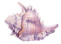 Sea shell on isolated white background, summer shell watercolor illustration Royalty Free Stock Photo