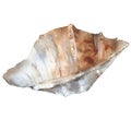 Sea shell. Isolated on white background. Royalty Free Stock Photo