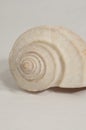 Sea shell Royalty Free Stock Photo