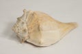 Sea shell Royalty Free Stock Photo