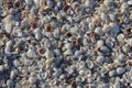 Sea Shell layered along the beaches of Sanibel Sea Shells Royalty Free Stock Photo