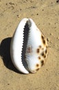 Sea shell lying on the sand Royalty Free Stock Photo
