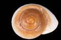 Sea shell of marine snail  isolated on black background, close up Royalty Free Stock Photo