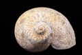 Sea shell of marine snail  isolated on black background, close up Royalty Free Stock Photo