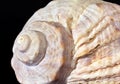Sea shell of marine snail  isolated on black background, close up Royalty Free Stock Photo