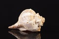 Sea shell of marine snail isolated on black background