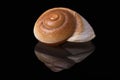 Sea shell of marine snail  isolated on black background, reflection Royalty Free Stock Photo