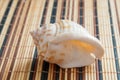 Sea shell, mollusks, gastropods Royalty Free Stock Photo