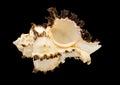 Sea shell murex endivia isolated on black Royalty Free Stock Photo