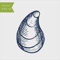 Sea shell mussel hand ink drawn sketch outline stock vector illustration Royalty Free Stock Photo