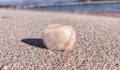 Sea shell nature sands relax Royalty Free Stock Photo