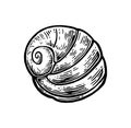 Sea shell nautilus. Black engraving vintage illustration.