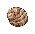 Sea shell nautilus. Color engraving vintage illustration. Isolated on white background Royalty Free Stock Photo