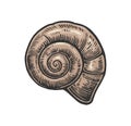 Sea shell nautilus. Color engraving vintage illustration. Isolated on white background Royalty Free Stock Photo