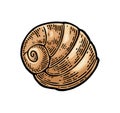 Sea shell nautilus. Color engraving vintage illustration. Isolated on white background Royalty Free Stock Photo