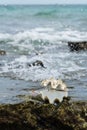 Sea shell at Nuan beach Royalty Free Stock Photo