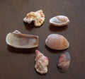 Sea Shell Images