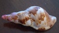 Sea Shell Images