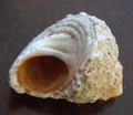 Sea Shell Images