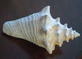 Sea Shell Images