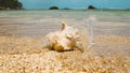 Sea shell in the sea, Ocean waves,write  SEA  I LOVE YOU on sand,beach in summer Royalty Free Stock Photo