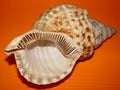 Sea shell on Orange Background Royalty Free Stock Photo
