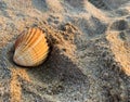 Sea shell, Orange ribbed shell on the beach, place to insert text, beach vacation, summer Royalty Free Stock Photo