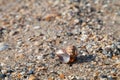 Sea shell pattern background with small shells and sand Royalty Free Stock Photo