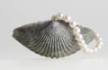 Sea shell and pearl Royalty Free Stock Photo