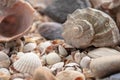 Sea shell pearl background. Seashells texture closeup.ish, sand, coral in the beach Royalty Free Stock Photo