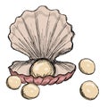 Sea shell with a pearl inside and a few balls scattered around Royalty Free Stock Photo