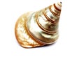 Sea Shell pearl isolated on white background.