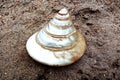 Sea Shell pearl isolated on white background.