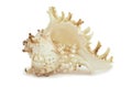 Sea shell with pearl necklace Royalty Free Stock Photo