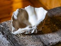 Sea shell pearl on the table in the shade Royalty Free Stock Photo