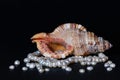 Sea shell with pearls Royalty Free Stock Photo