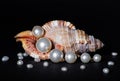Sea shell with pearls Royalty Free Stock Photo