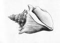 Sea shell - pencil drawing