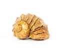 Sea shell rapana closeup Royalty Free Stock Photo