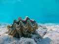 Sea shell tridacna Red Sea underwater snorkel Royalty Free Stock Photo
